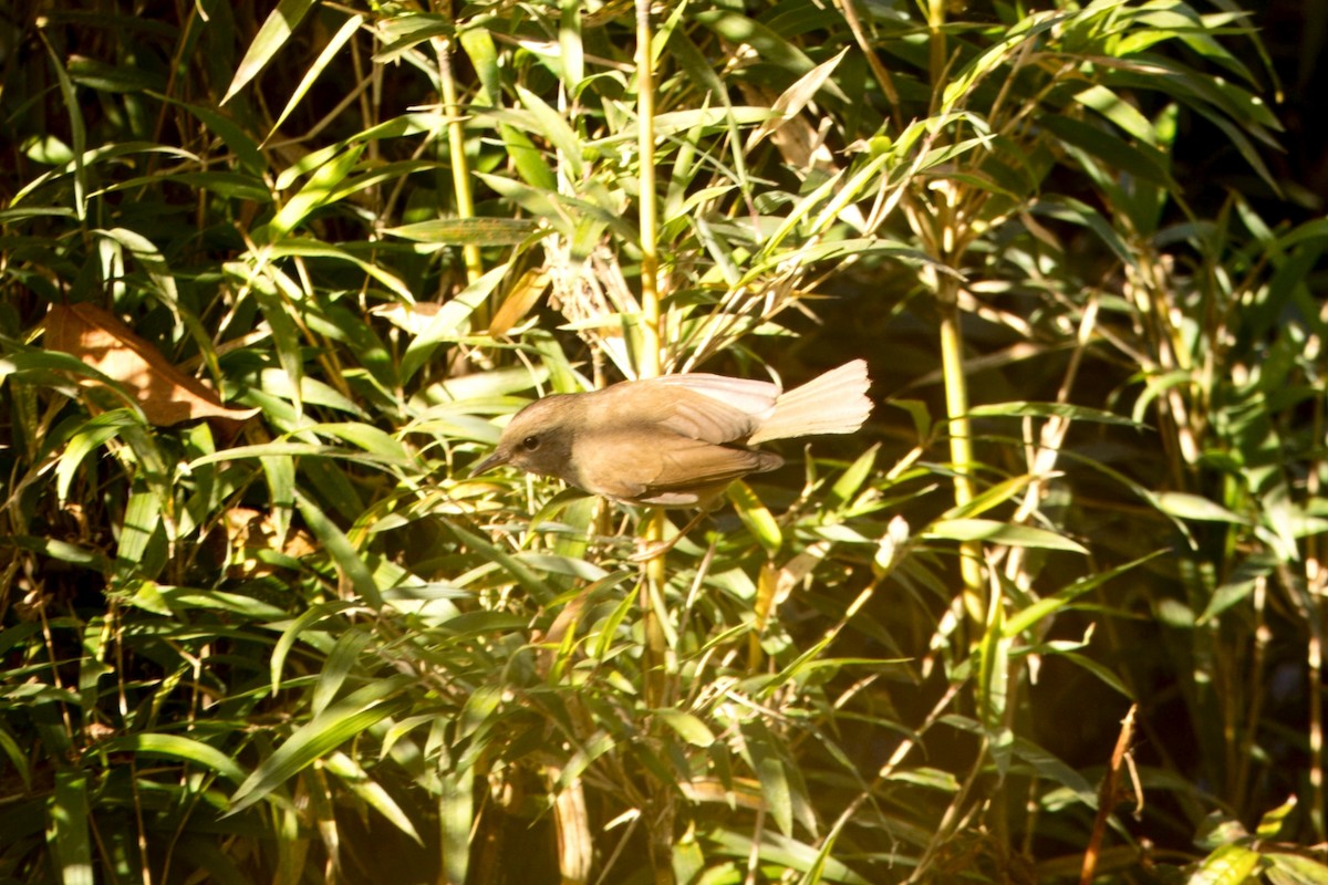 Широкохвістка гімалайська - ML646788156