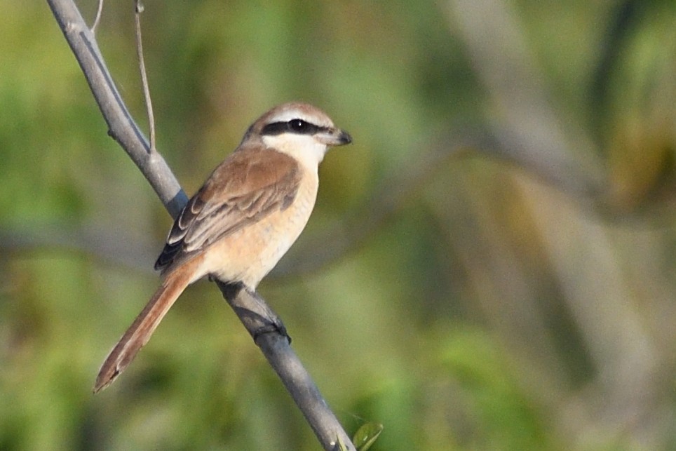 Сорокопуд сибірський - ML646788157