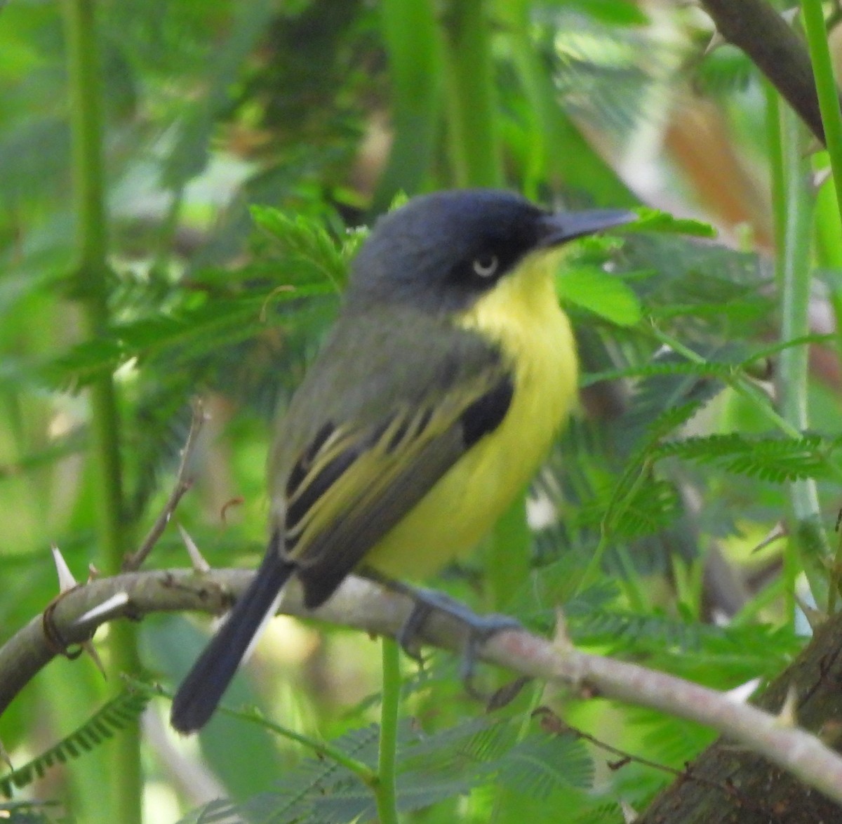 Мухолов-клинодзьоб сірий - ML646788158