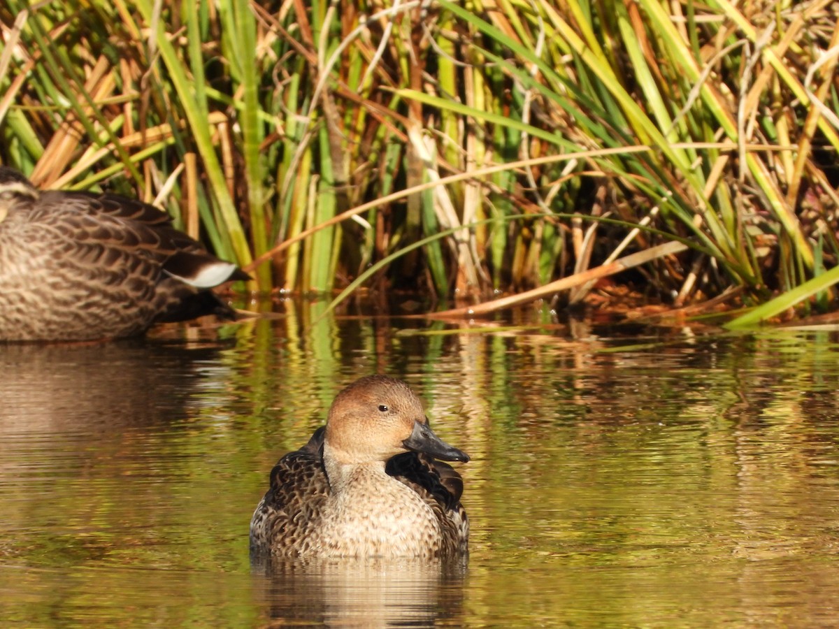 Шилохвіст північний - ML646788162