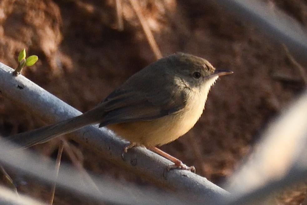 Принія вохристобока - ML646788165