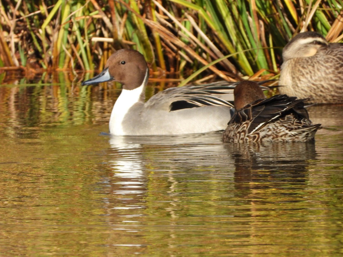 Шилохвіст північний - ML646788166