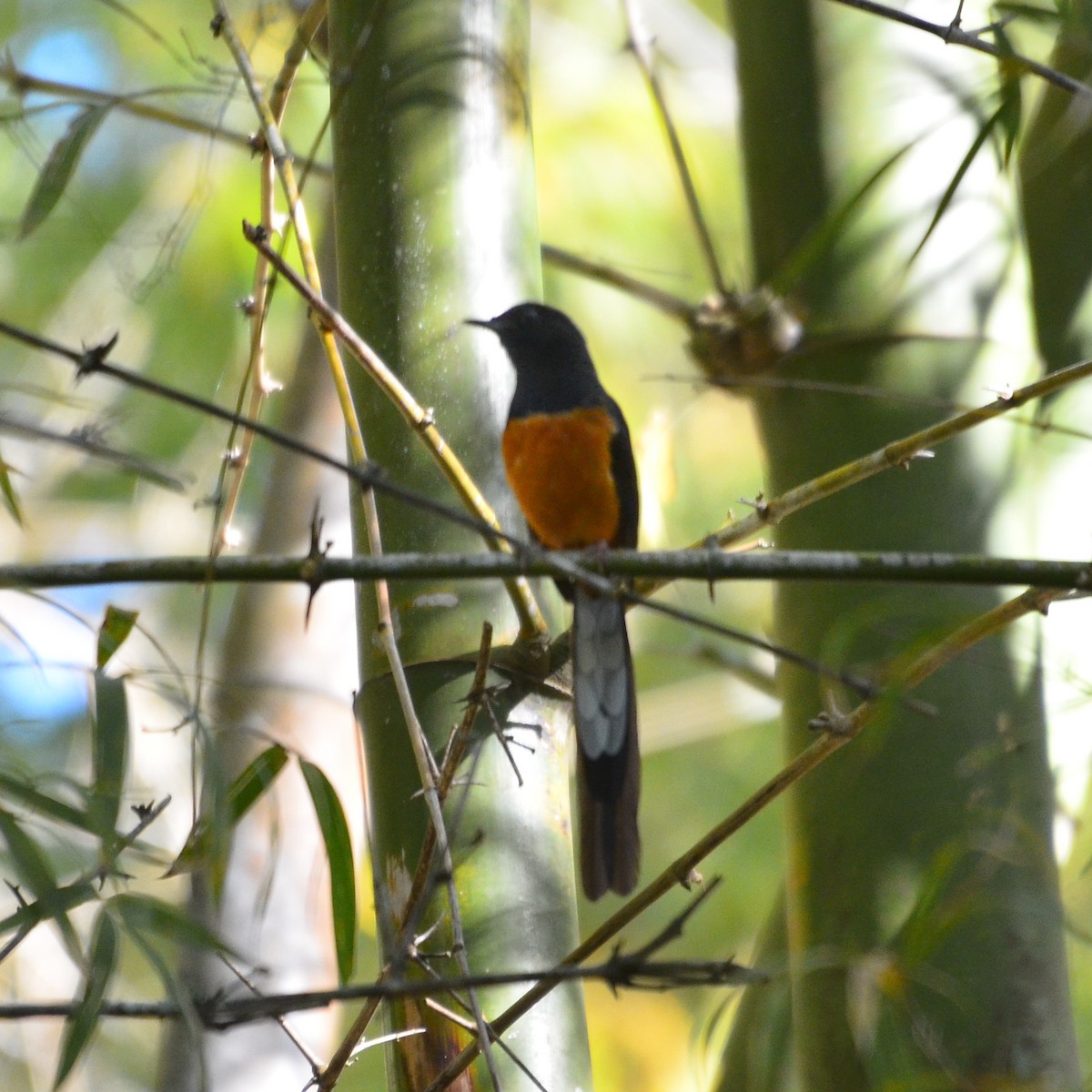 Шама білогуза - ML646788167