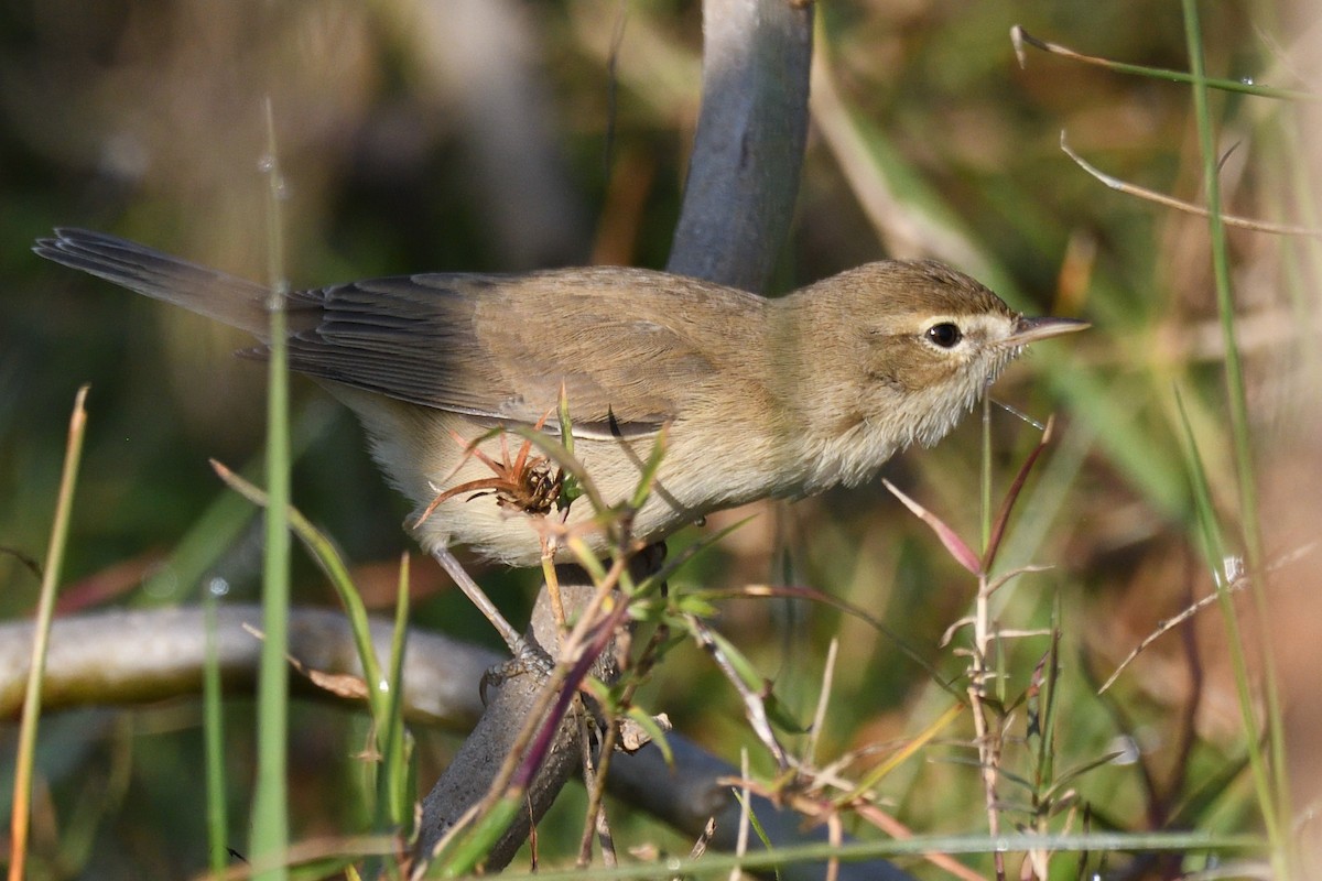 Берестянка мала - ML646788170