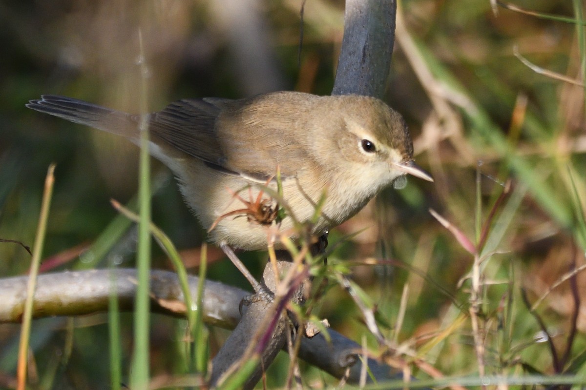 Берестянка мала - ML646788171