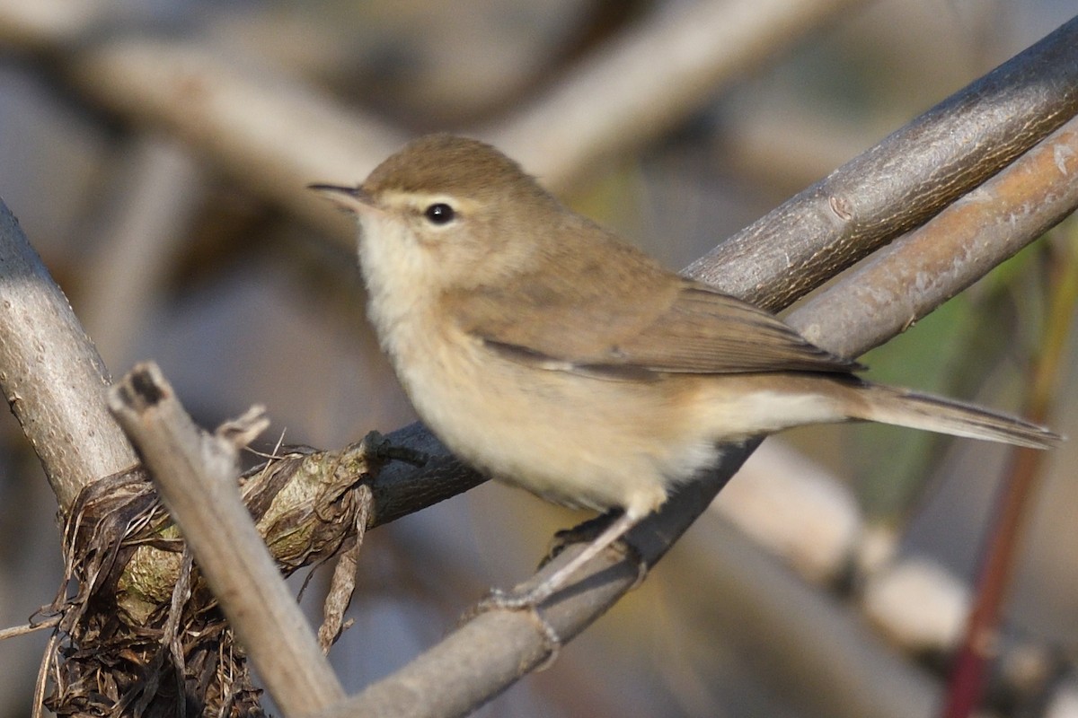 Берестянка мала - ML646788172