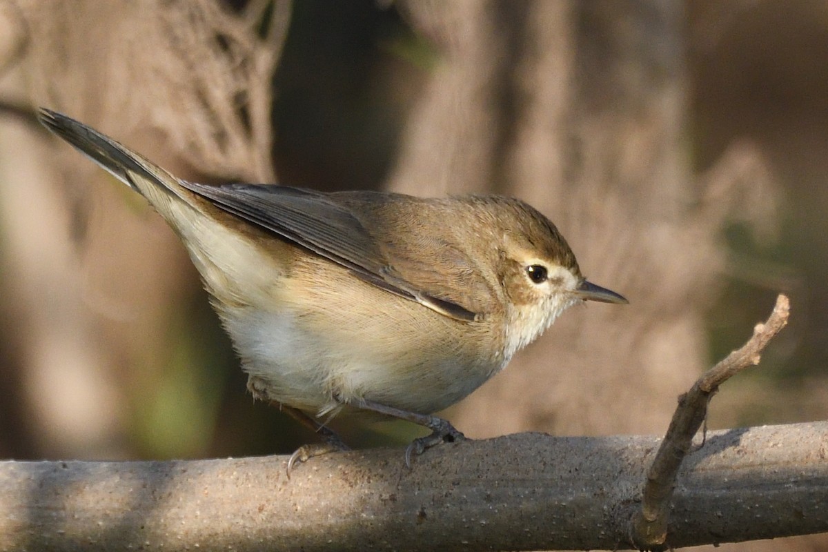 Берестянка мала - ML646788173
