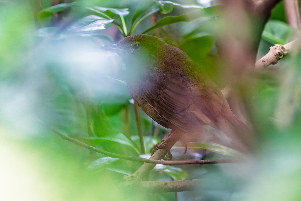 Gray's Grasshopper Warbler - ML646788174