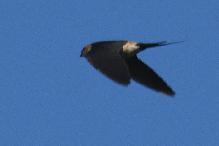 Ластівка рудопоперечна східна - ML646788175