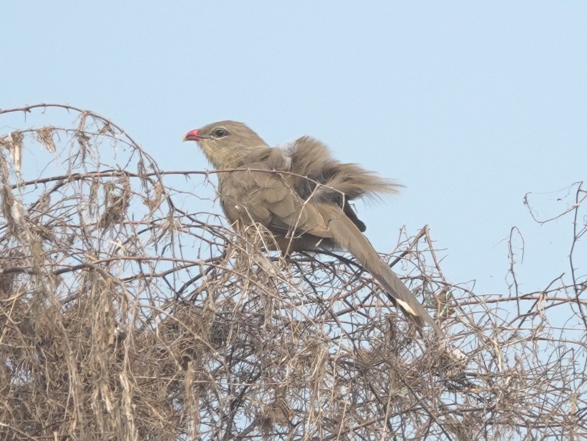 Sirkeer Malkoha - ML646788177