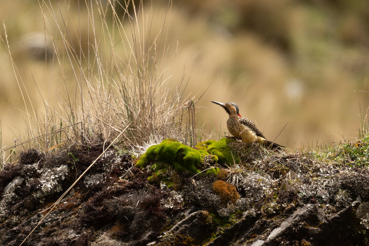 And Ağaçkakanı - ML646788179