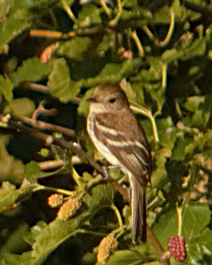 Bran-colored Flycatcher - ML646788180