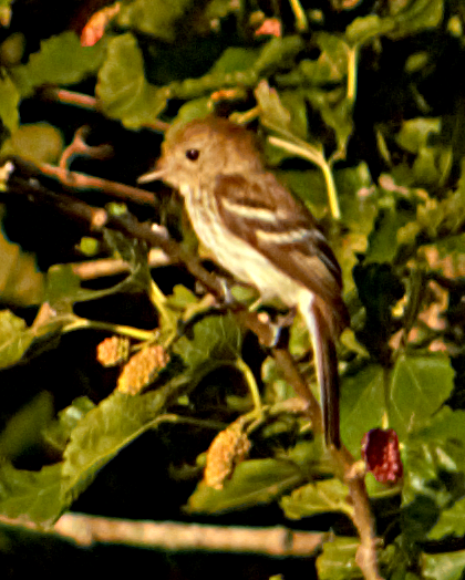 Bran-colored Flycatcher - ML646788181