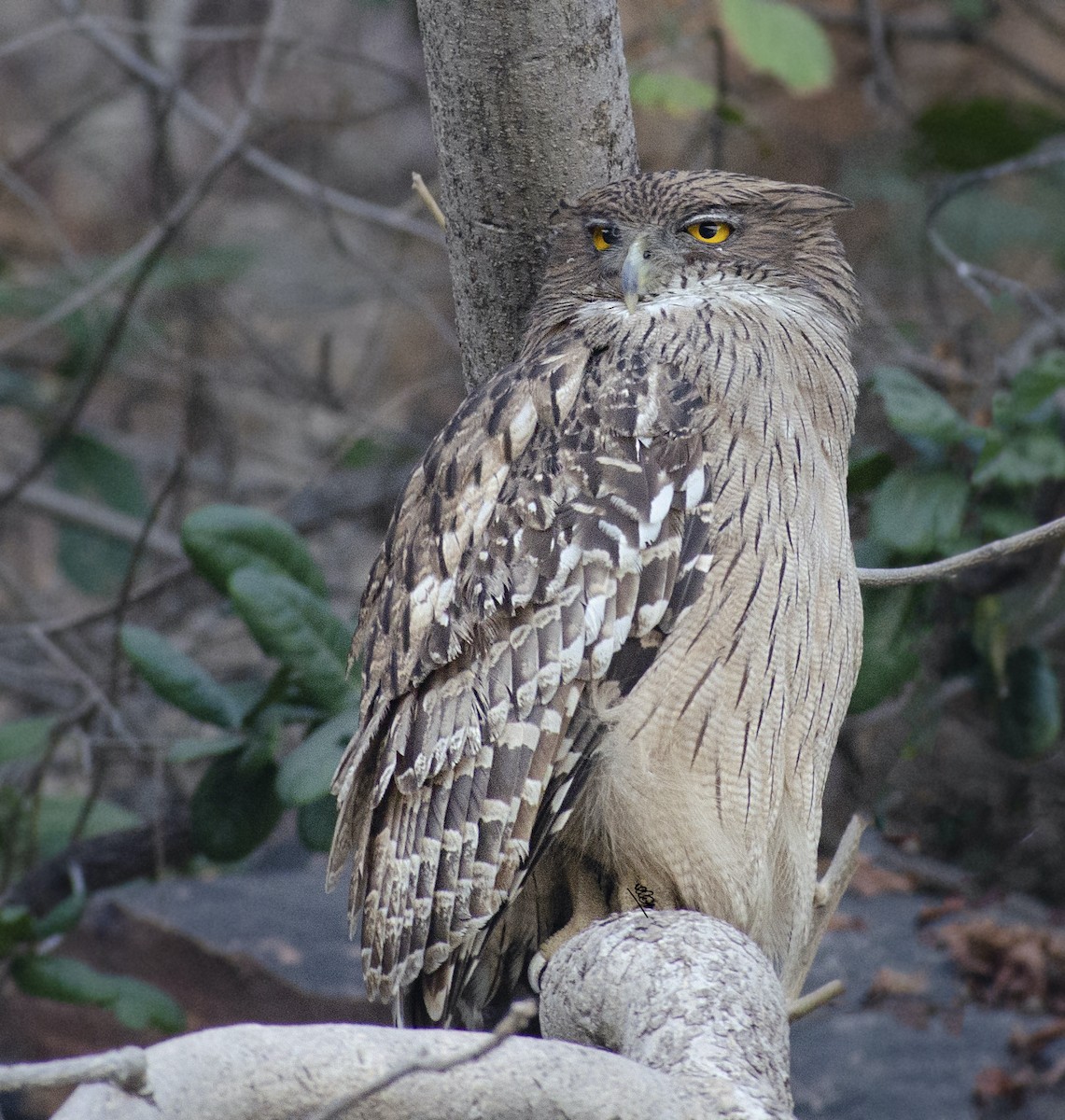 Brown Fish-Owl - ML646788182