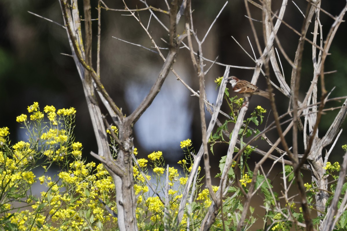 Moineau domestique - ML646788184