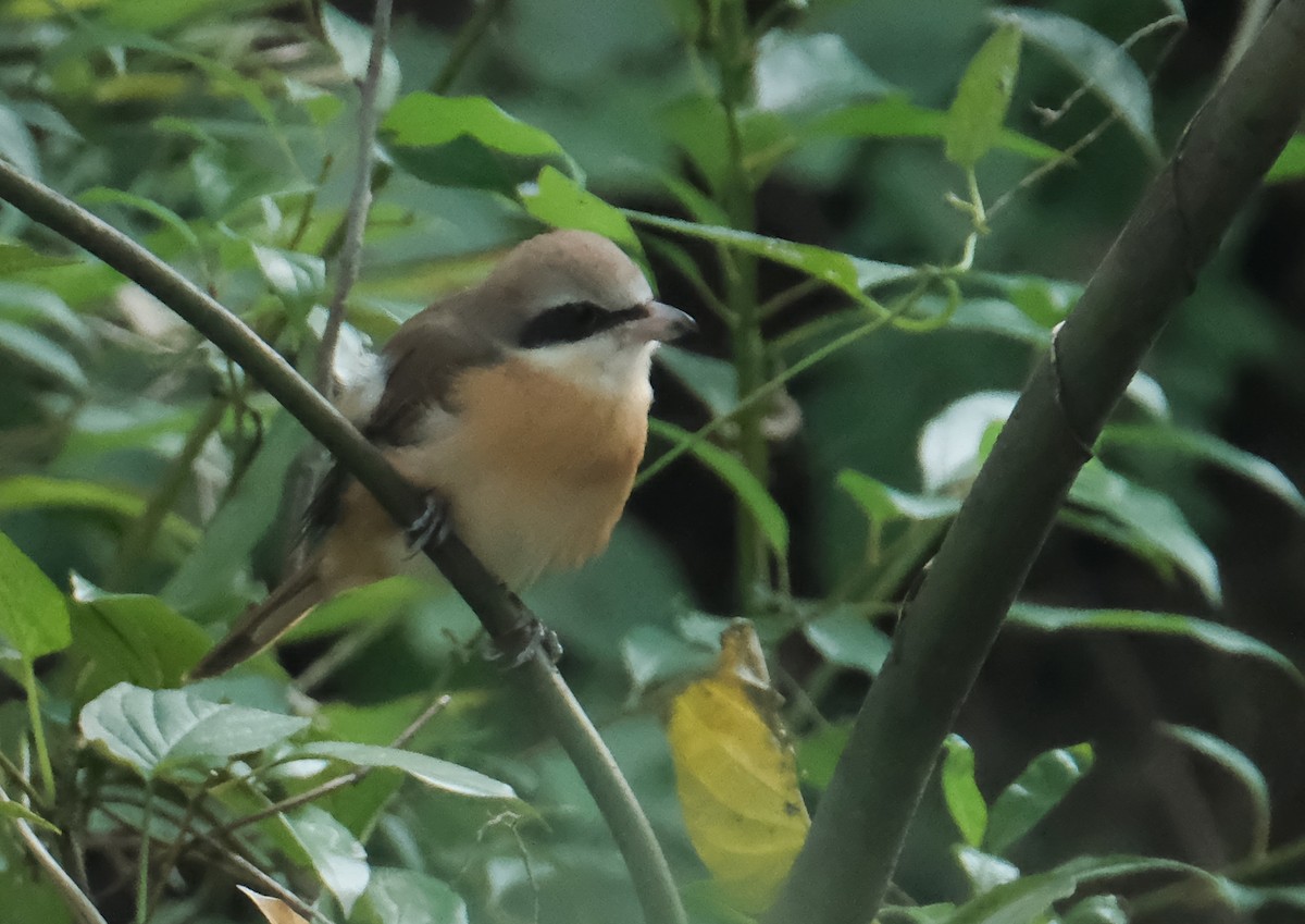 Braunwürger (cristatus/confusus) - ML646788185