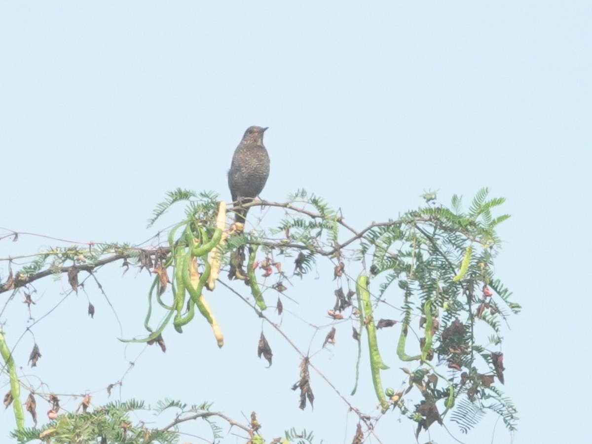 Blue Rock-Thrush - ML646788187