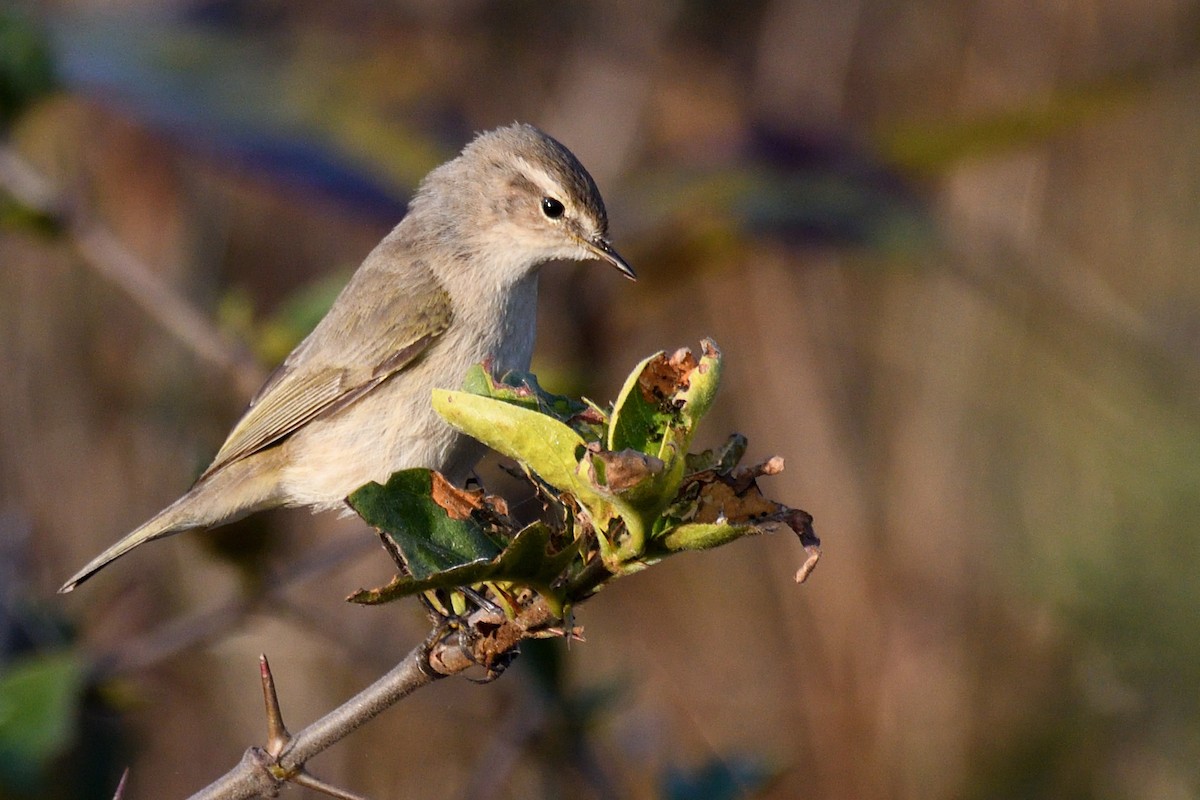 Вівчарик-ковалик - ML646788190