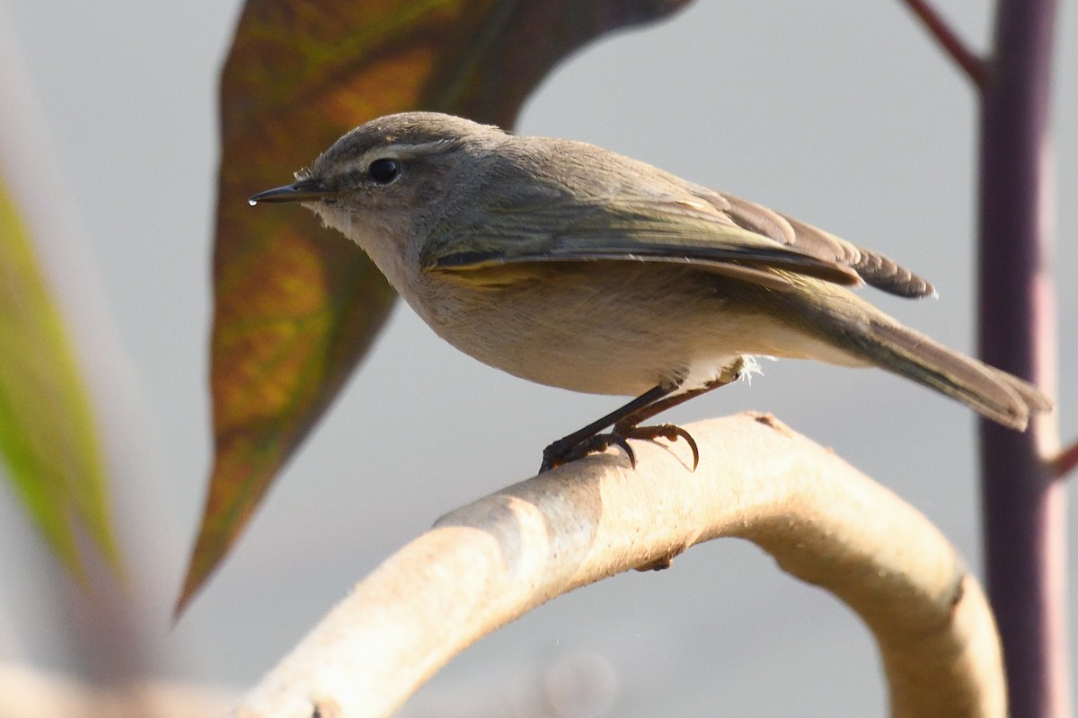 Вівчарик-ковалик - ML646788191