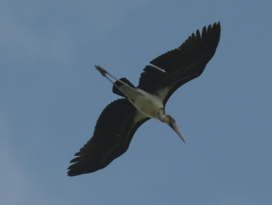 Марабу яванський - ML646788192