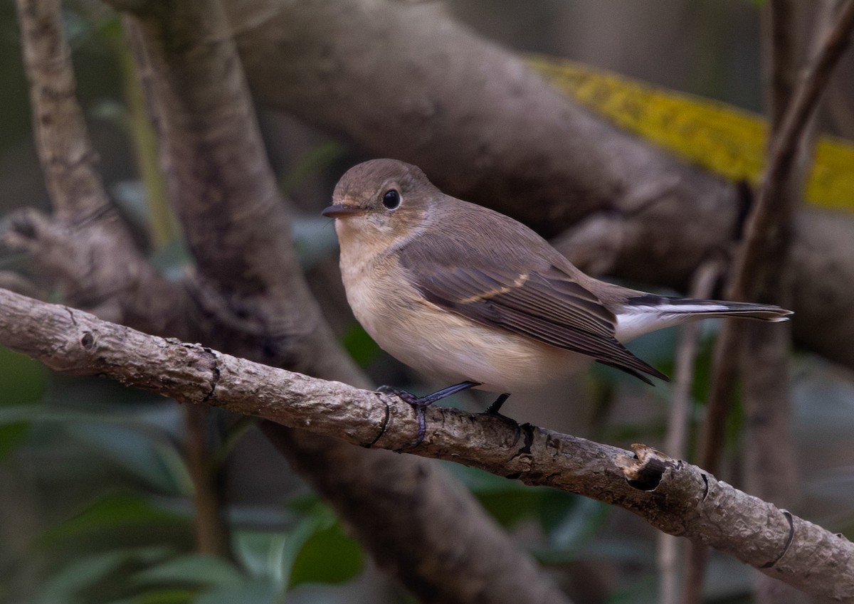 Zwergschnäpper - ML646788194