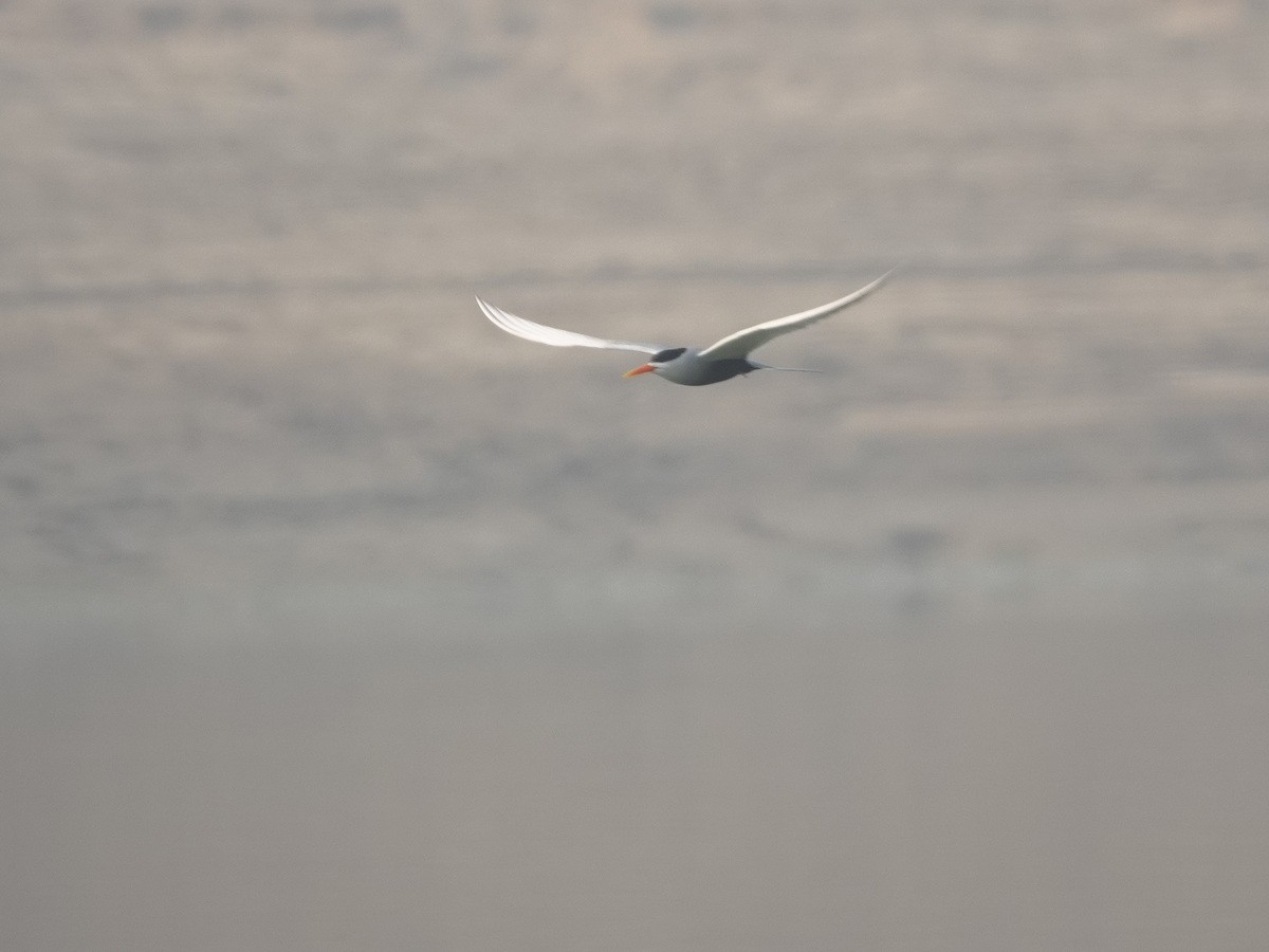 Black-bellied Tern - ML646788195