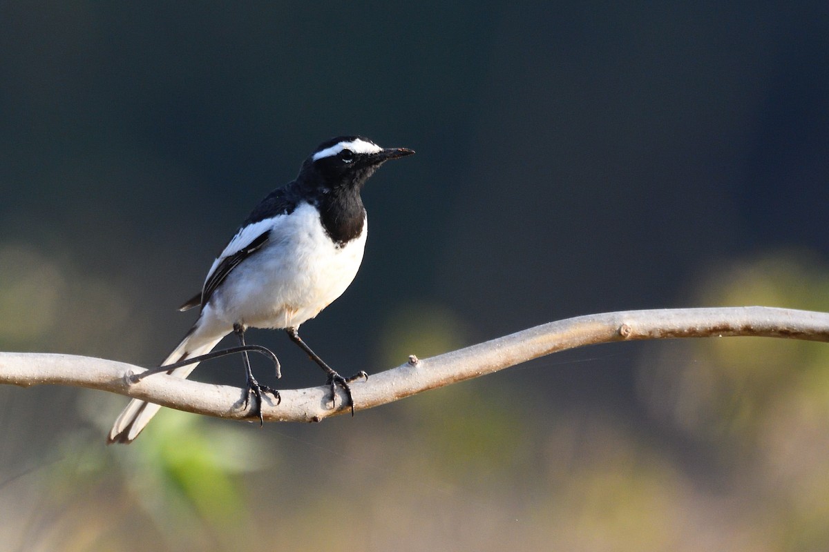 Плиска білоброва - ML646788196