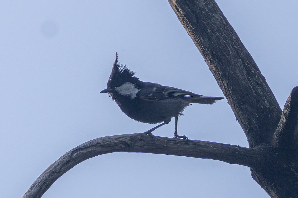 Coal Tit - ML646788197