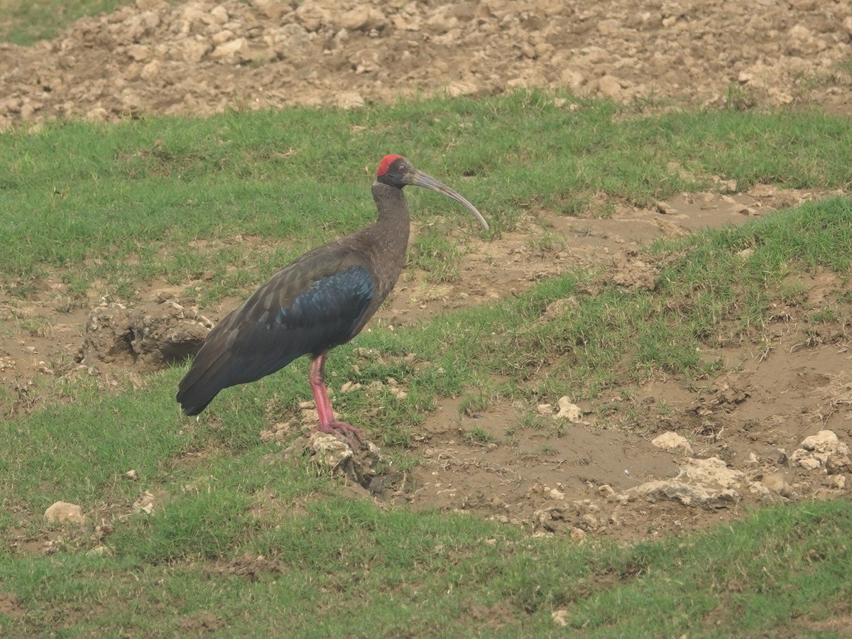 Red-naped Ibis - ML646788198