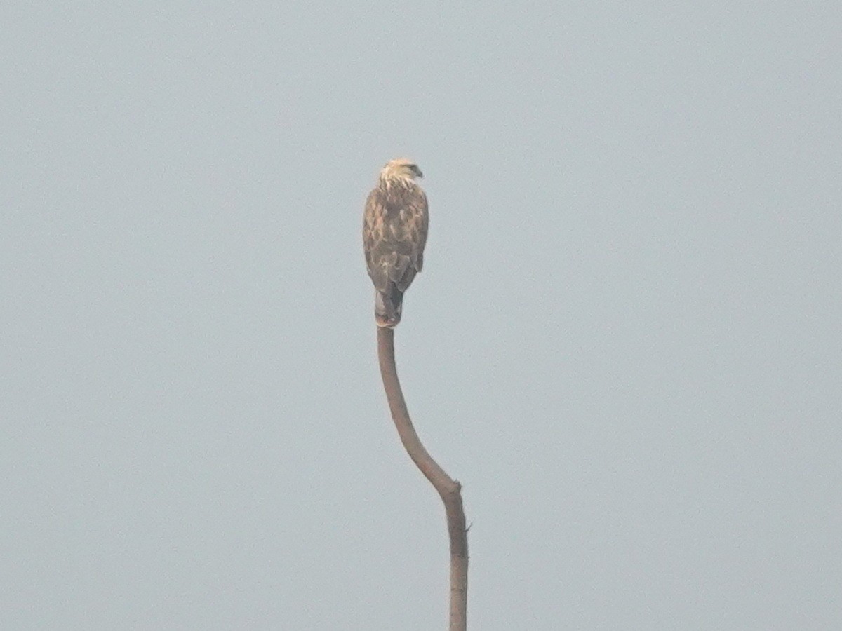 Kızıl Şahin - ML646788200