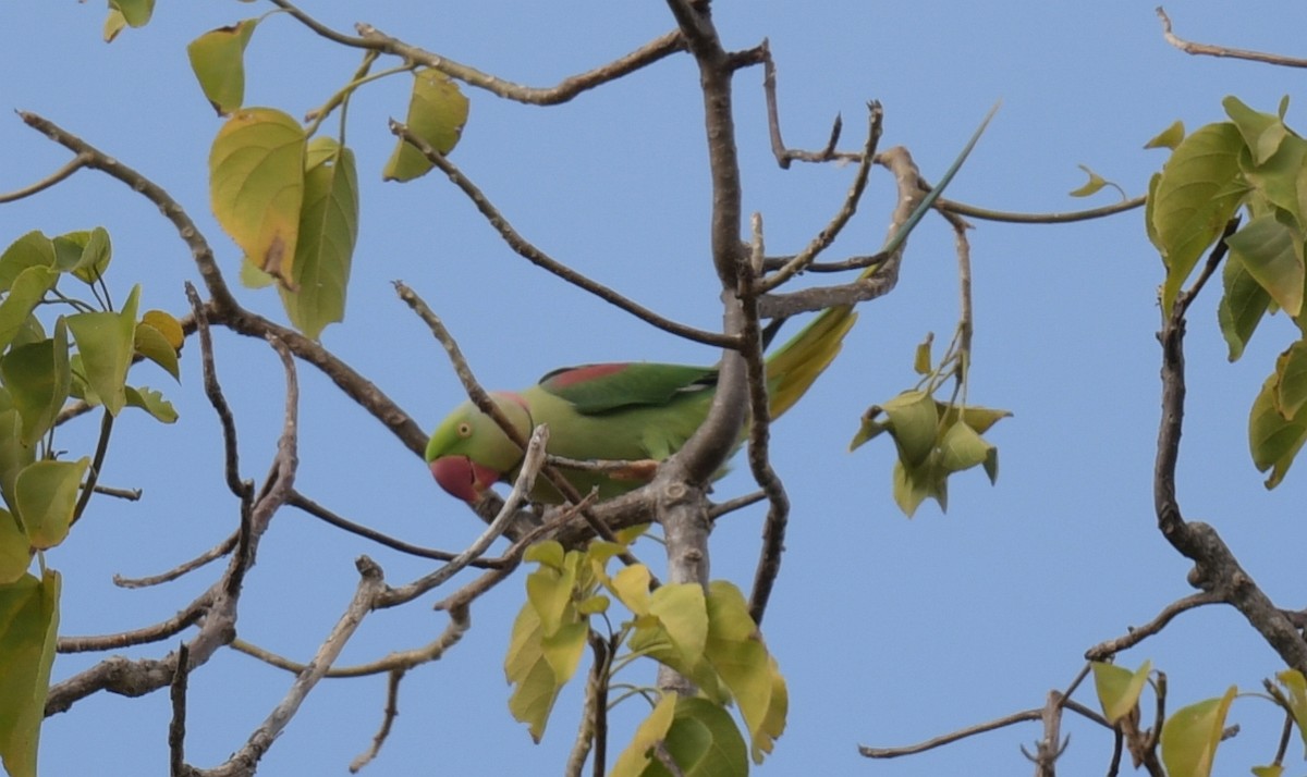 Папужець індійський - ML646788201