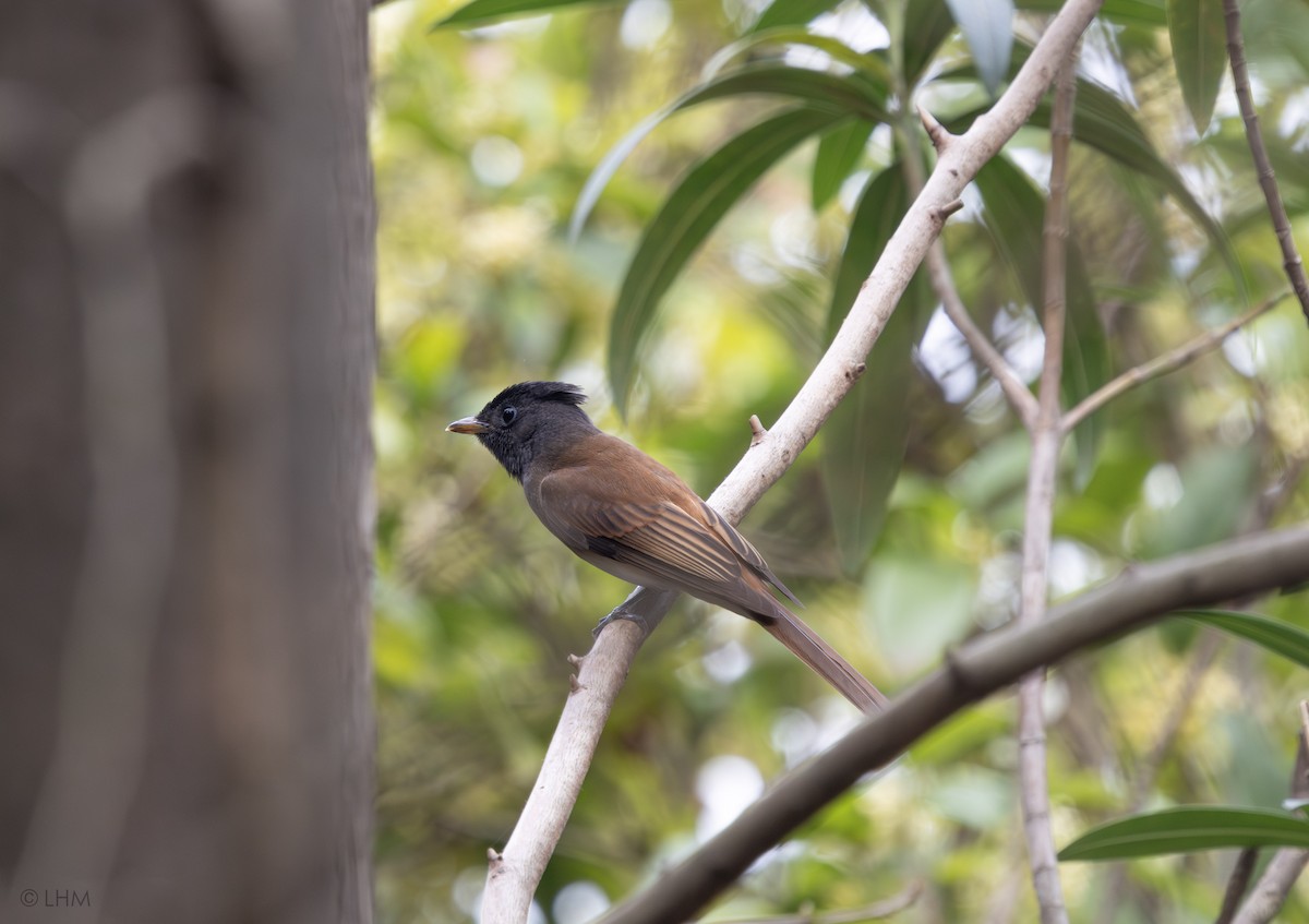 Japanparadiesschnäpper (atrocaudata/illex) - ML646788202