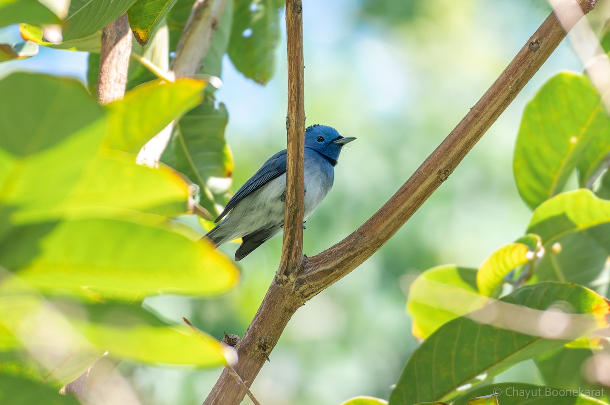 lejskovec azurový - ML646788206