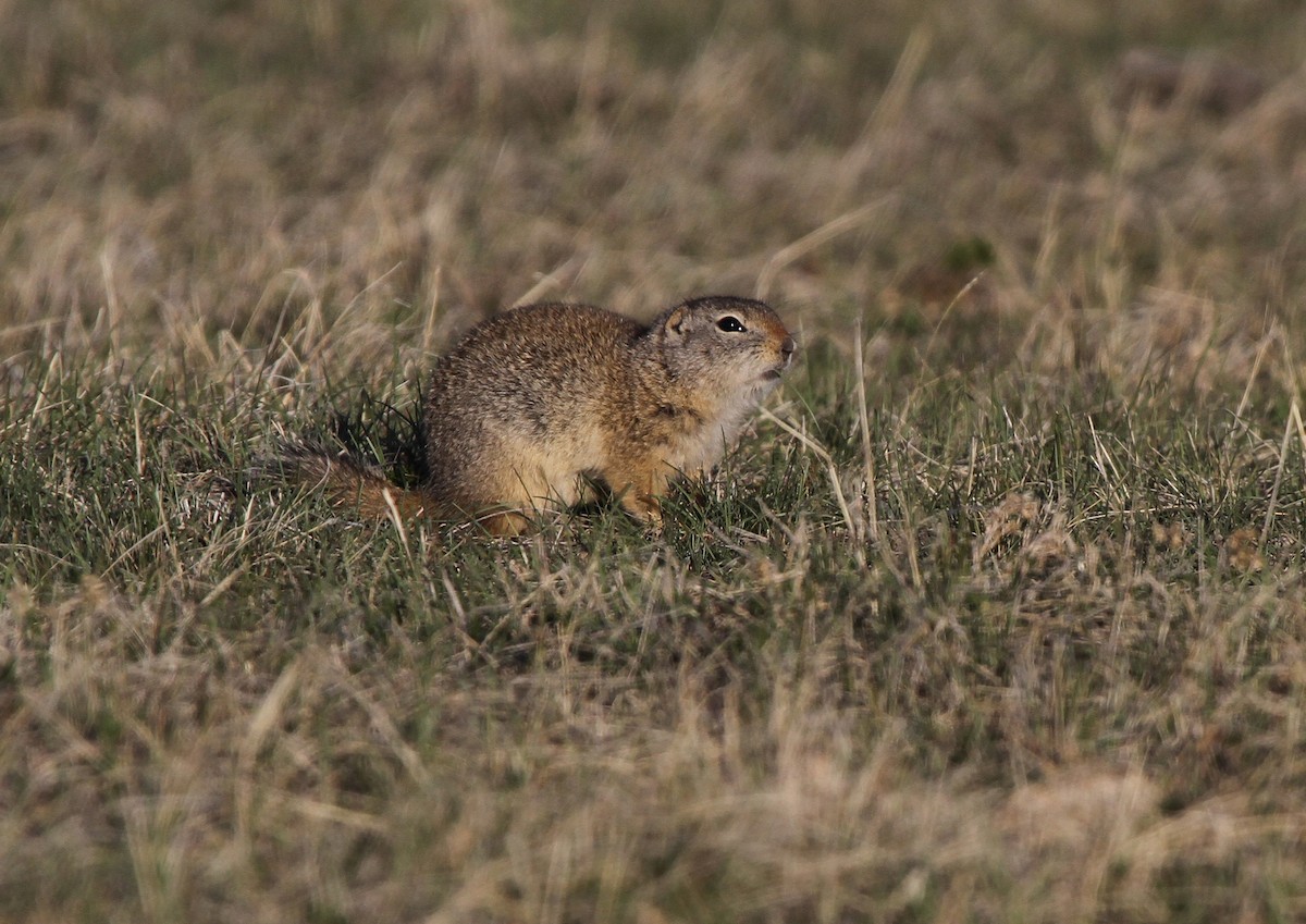 Wyoming Ground Squirrel - ML646788208