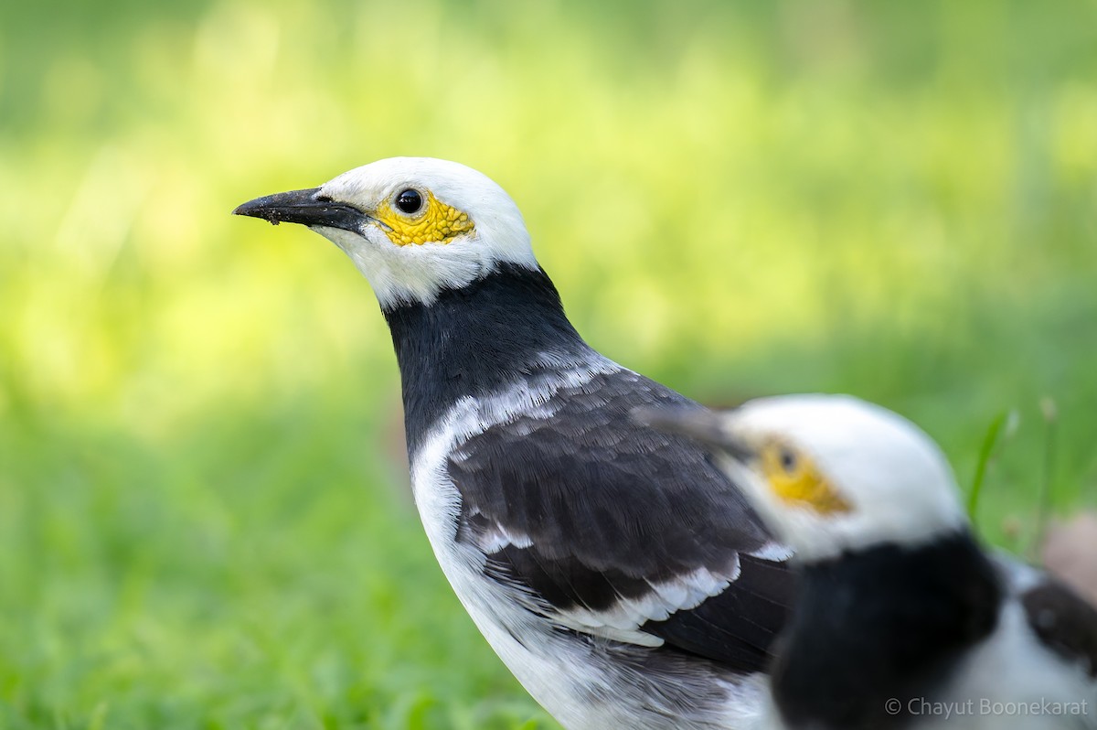 špaček černokrký - ML646788210