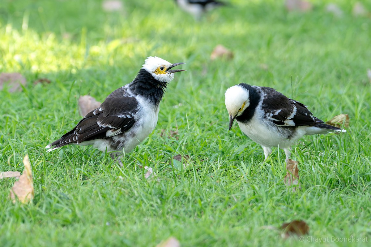 špaček černokrký - ML646788211