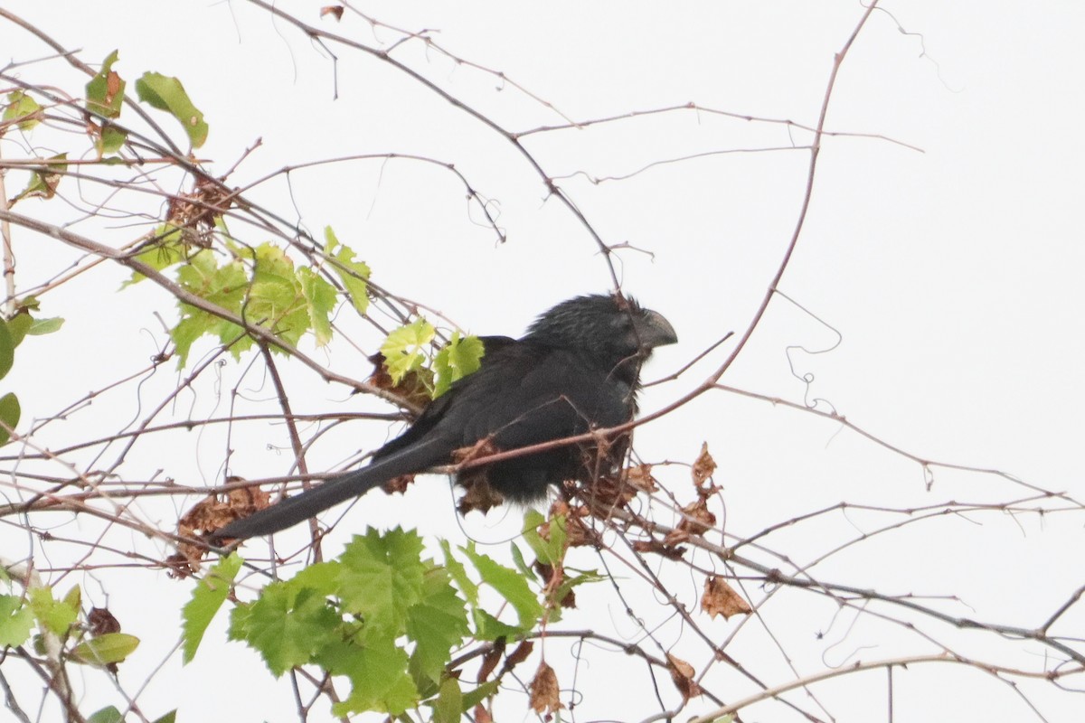 Groove-billed Ani - ML646788213