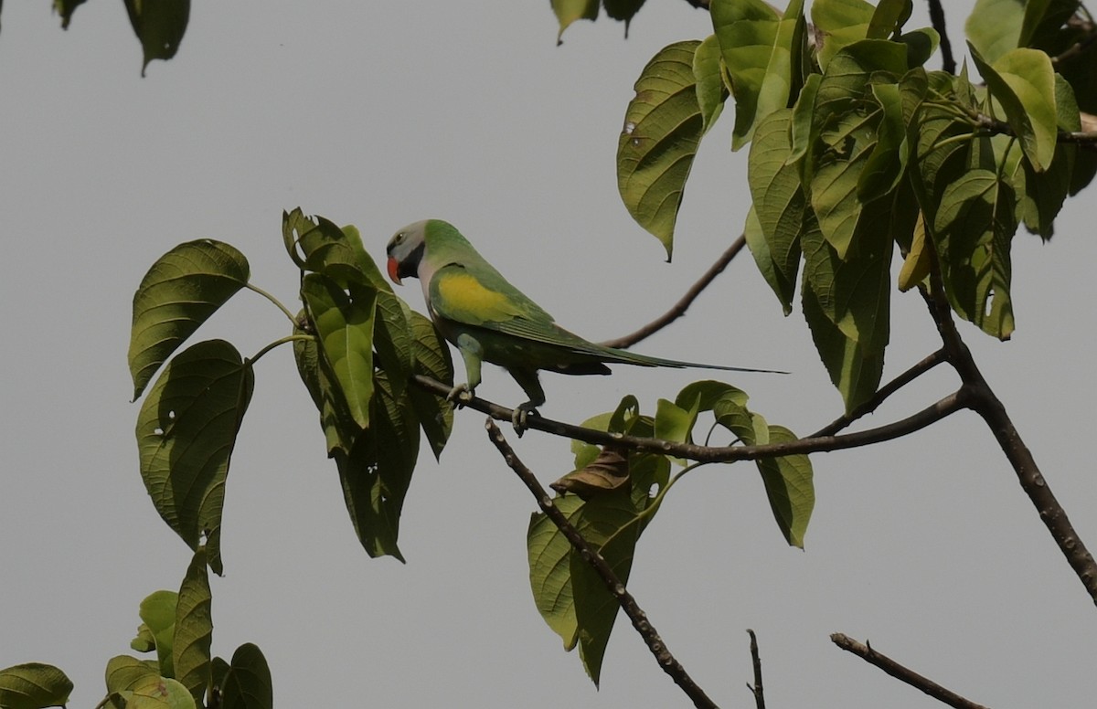 Папужець рожевоволий - ML646788216