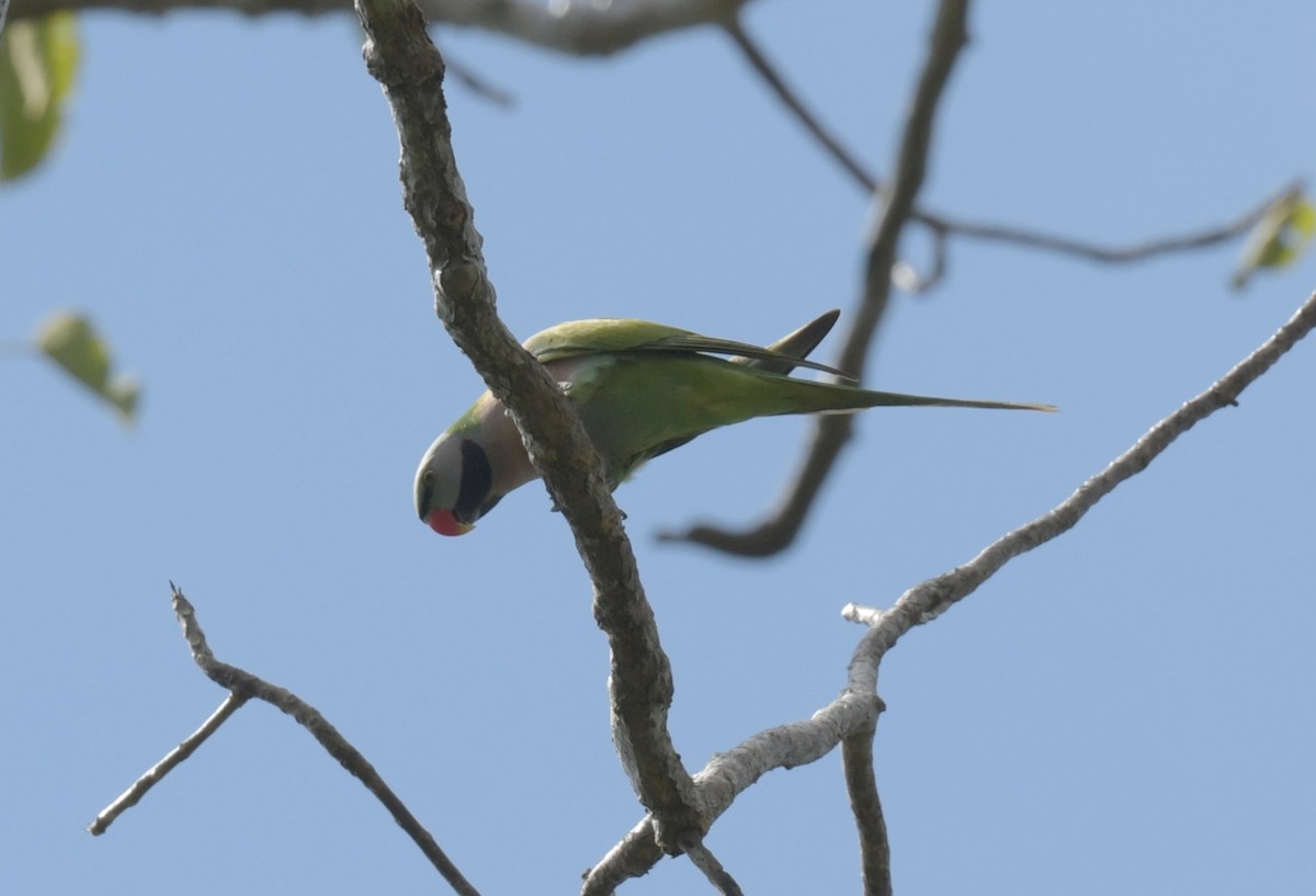 Папужець рожевоволий - ML646788217