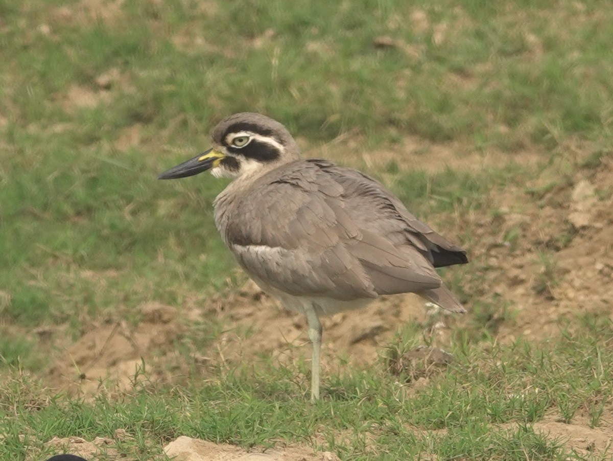 Great Thick-knee - ML646788218
