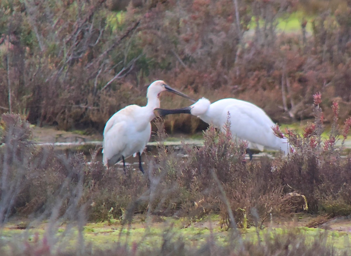 白琵鷺 - ML646788221