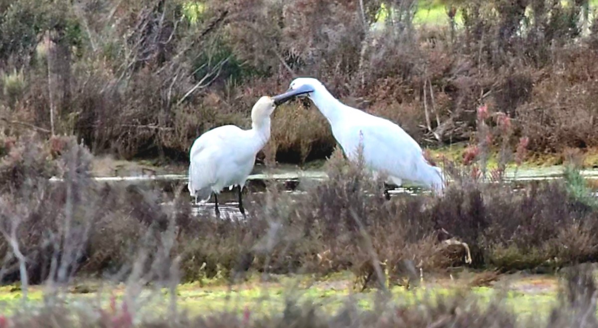 白琵鷺 - ML646788222