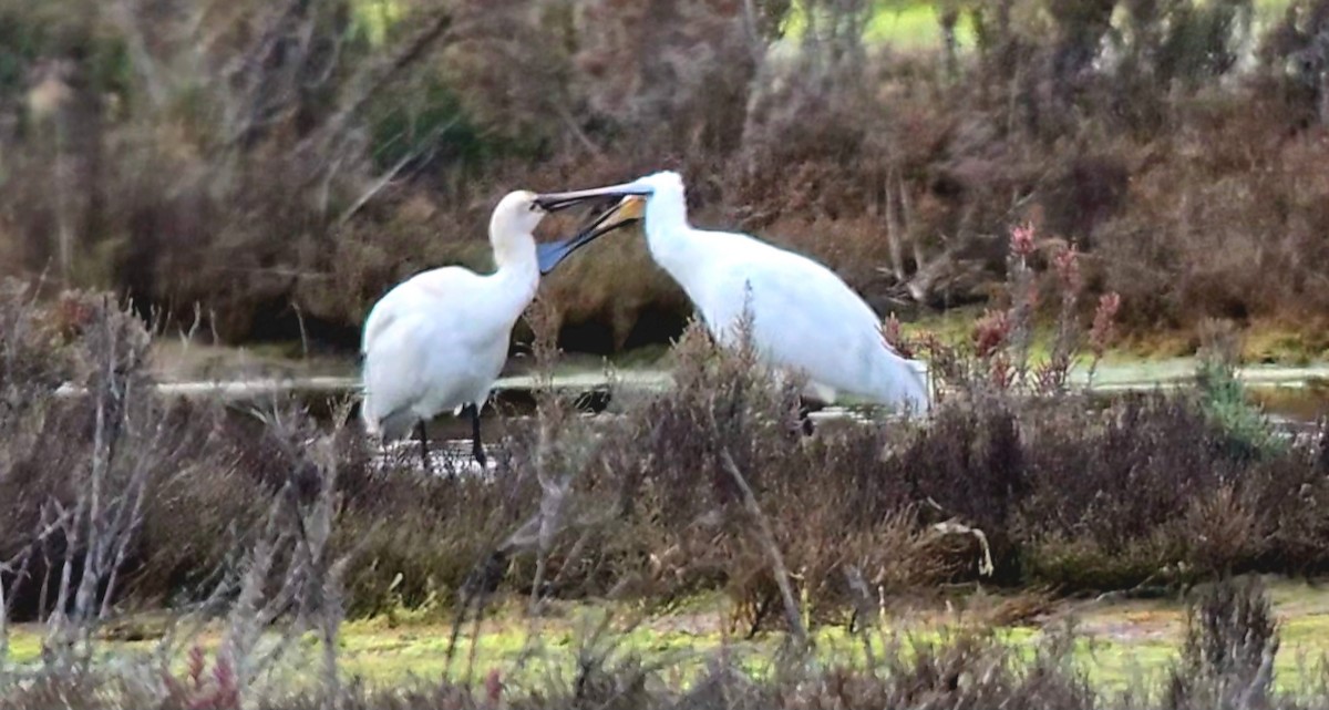 白琵鷺 - ML646788223