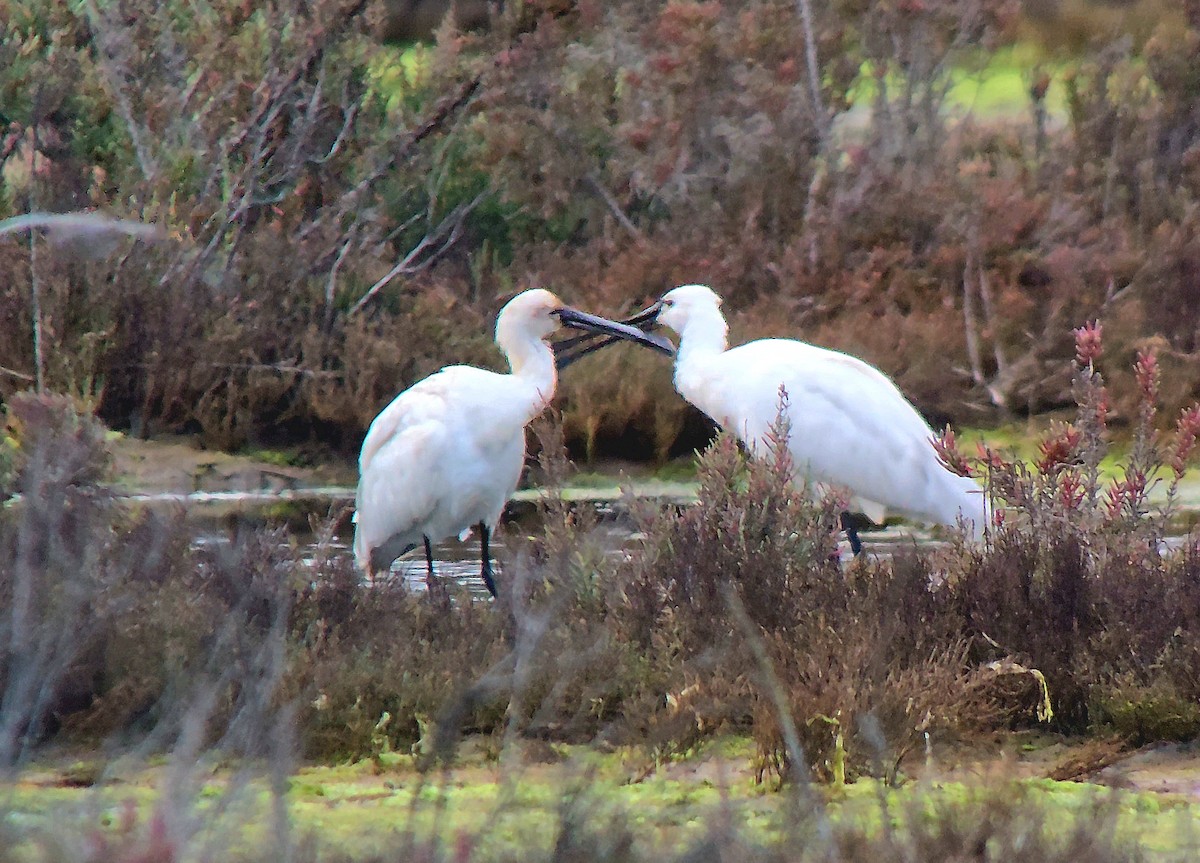 白琵鷺 - ML646788224