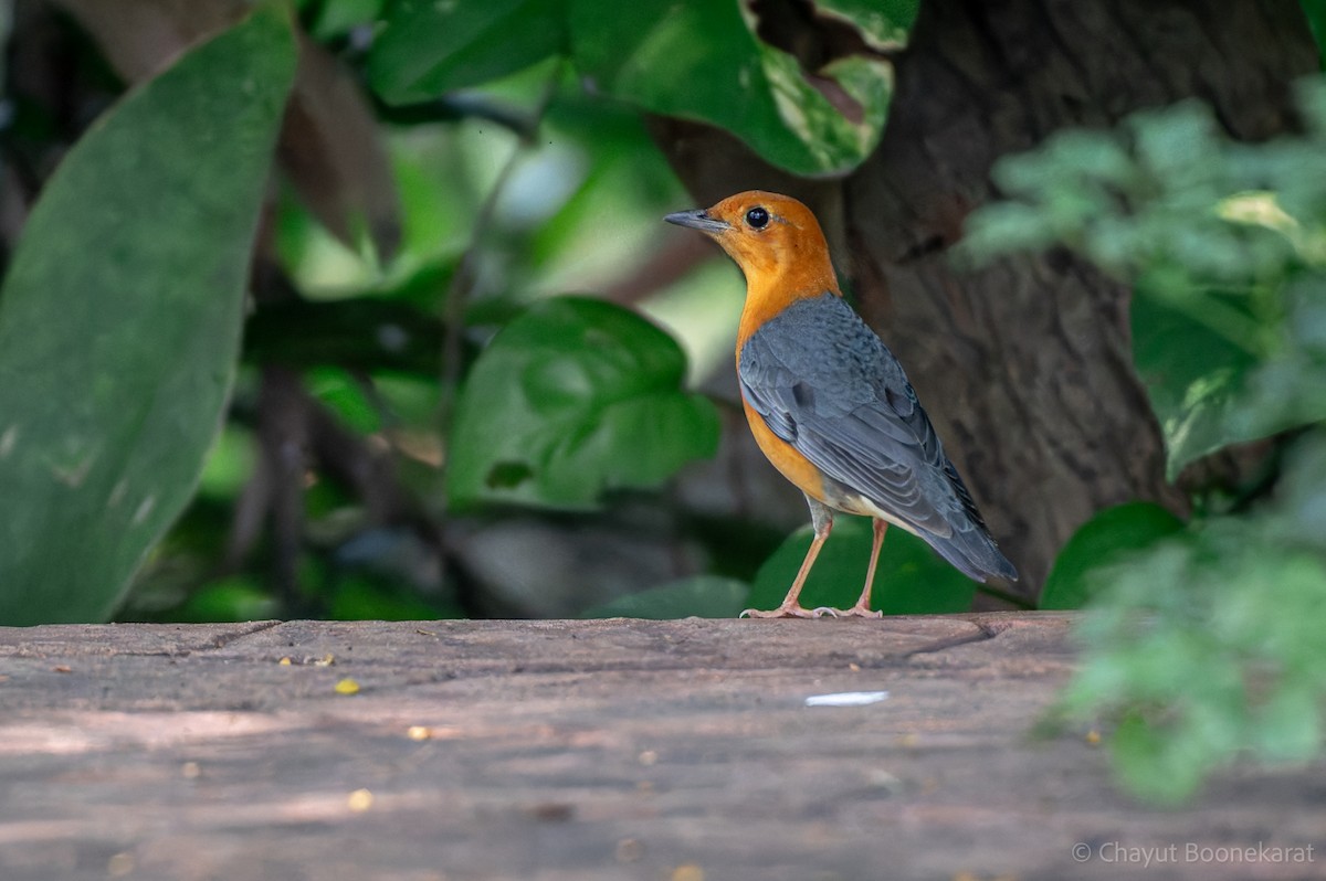 橙頭地鶇 - ML646788225