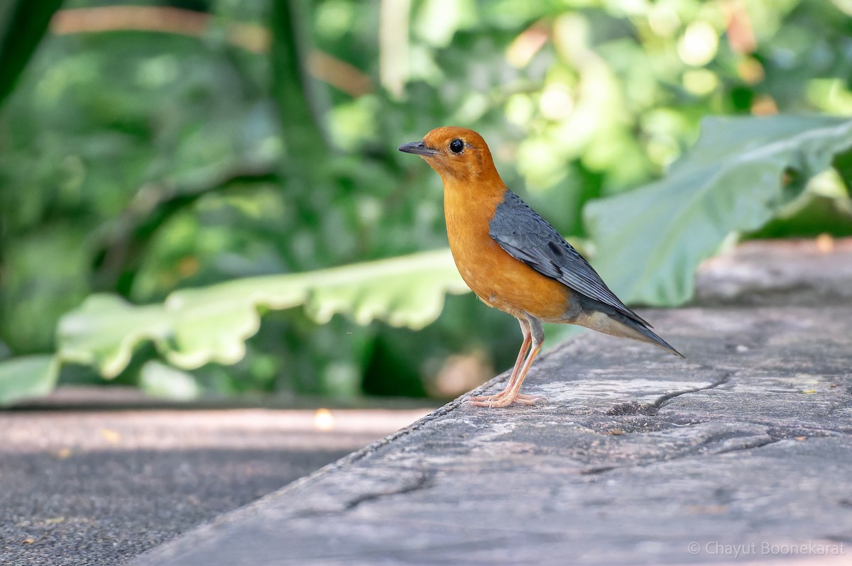 橙頭地鶇 - ML646788226