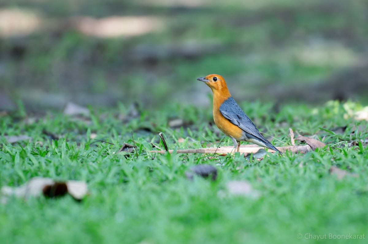 橙頭地鶇 - ML646788227