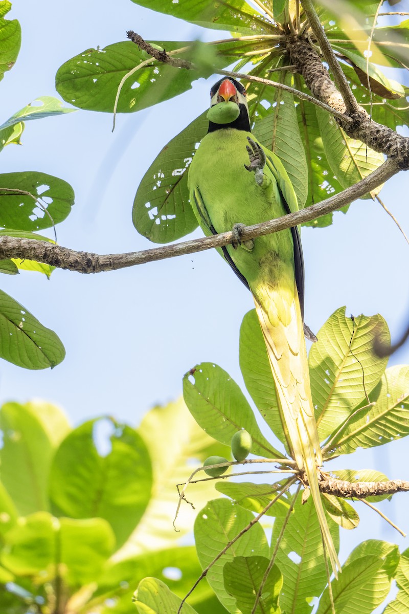 Nicobar Parakeet - ML646788229