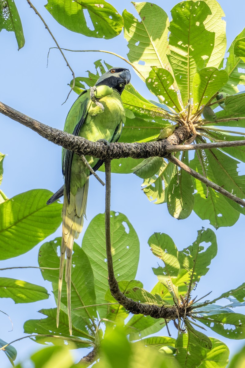 Nicobar Parakeet - ML646788230