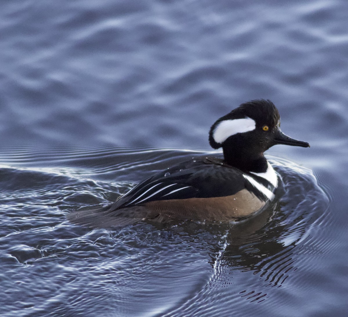 Hooded Merganser - ML646788231